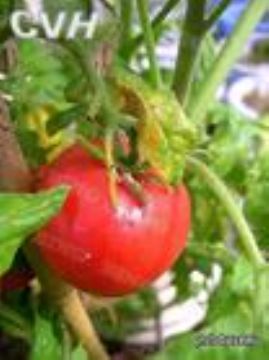 Lycopene